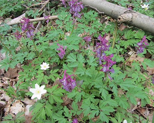 Hohler Lerchensporn