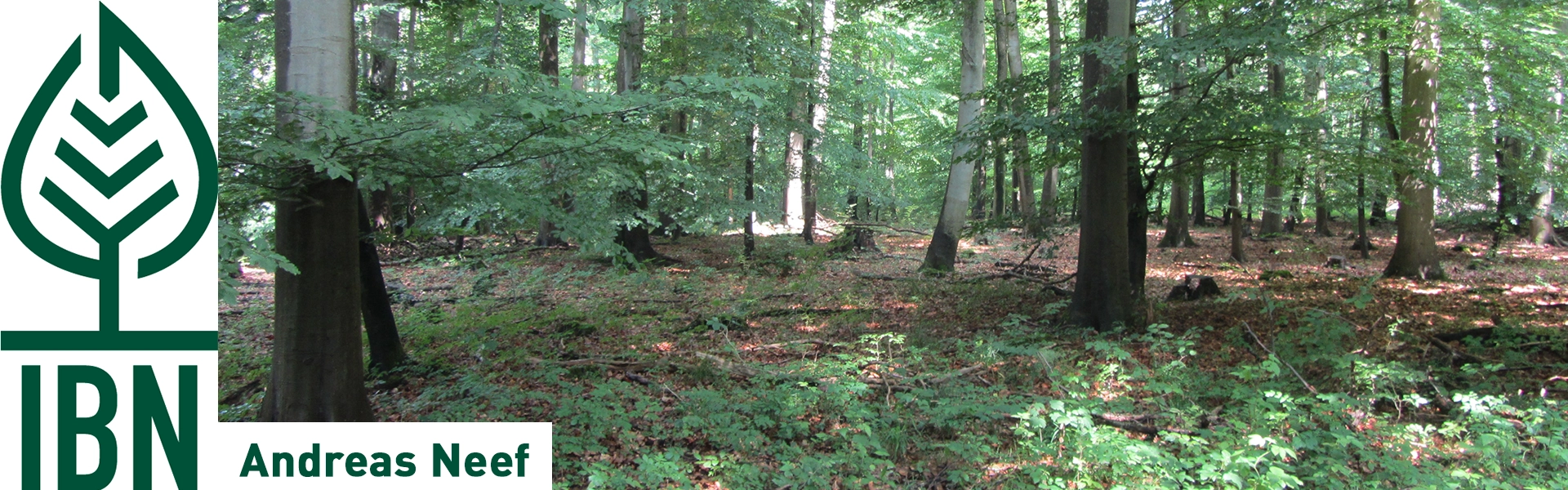 Im Wald