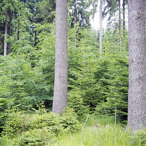 Herr Neef bei der Arbeit im Wald
