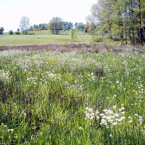 Waldökologie in Aktion