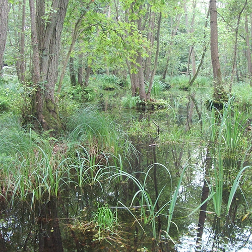 Naturschutz in Aktion